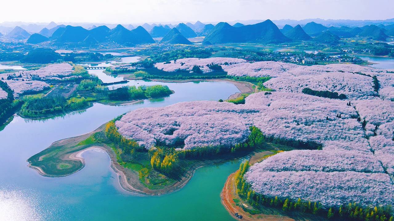 平坝樱花 (14)