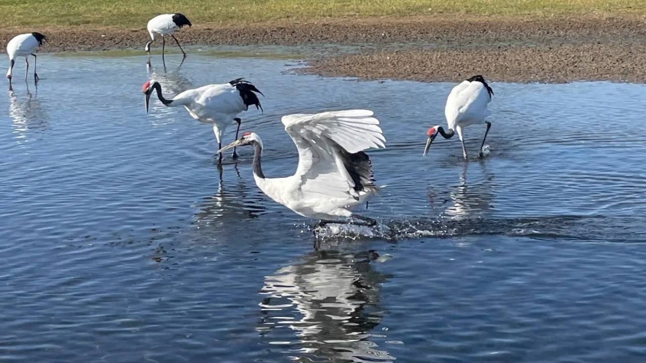 扎龙湿地