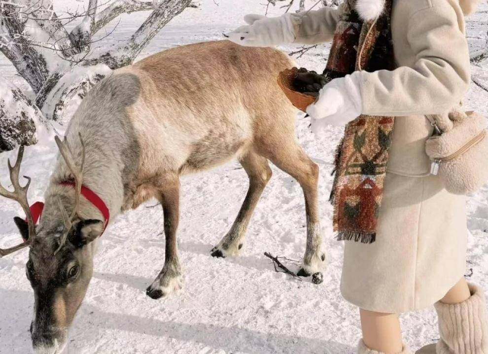 雪岭驯鹿园 雪岭驯鹿园